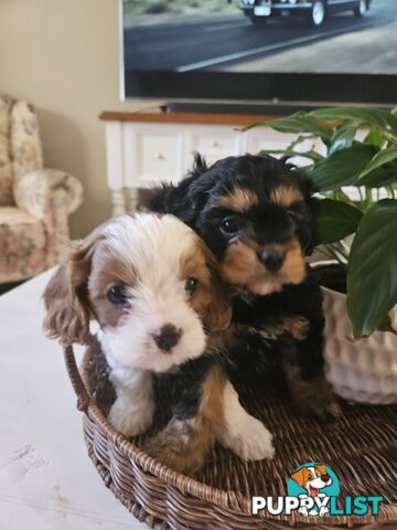 Cavoodle Puppies