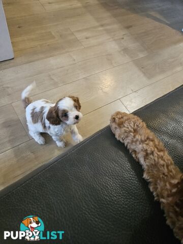 Cavoodle Puppies