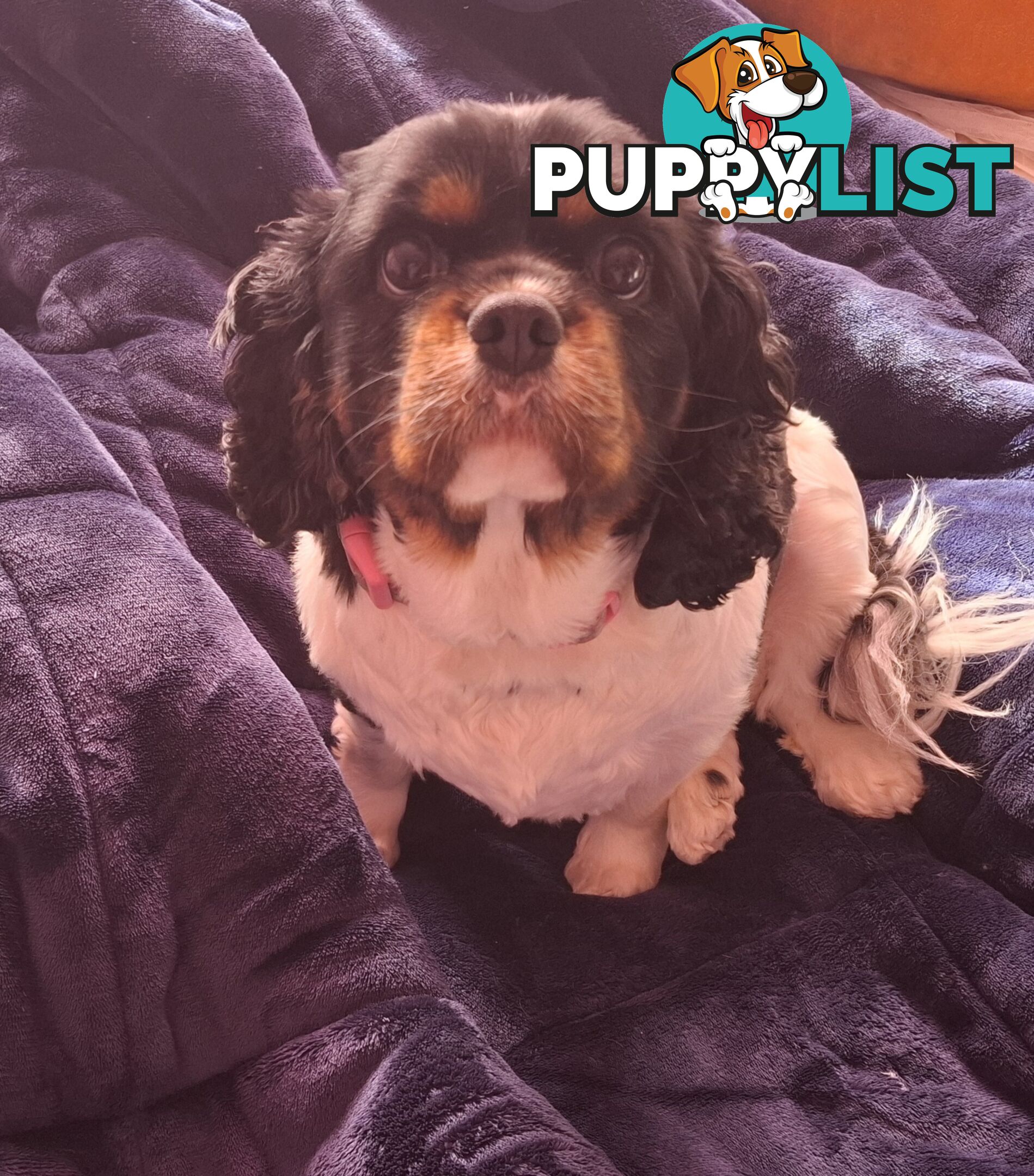 Gorgeous female adult *CAVALIER KING CHARLES*