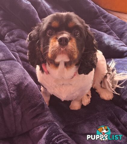 Gorgeous female adult *CAVALIER KING CHARLES*