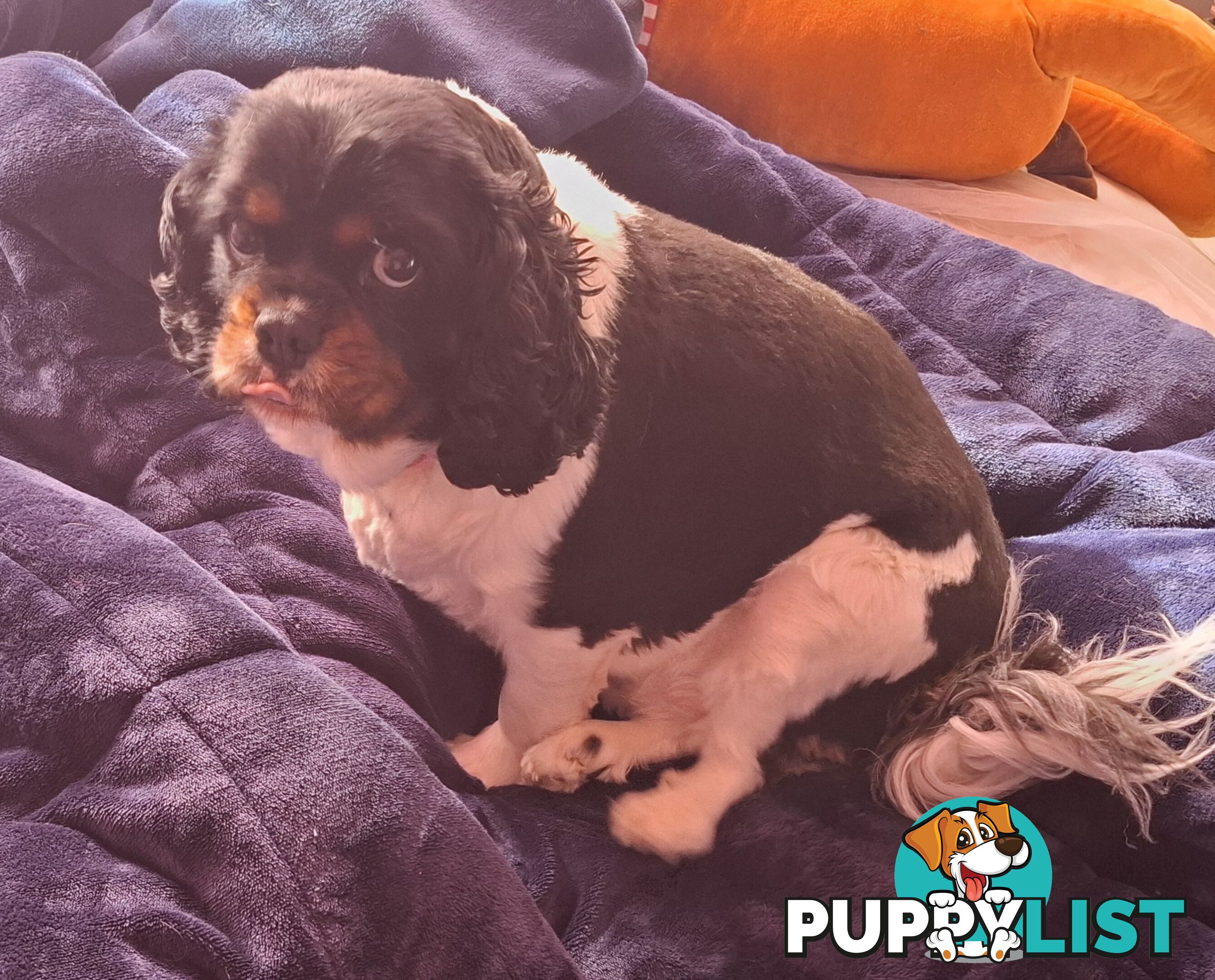 Gorgeous female adult *CAVALIER KING CHARLES*