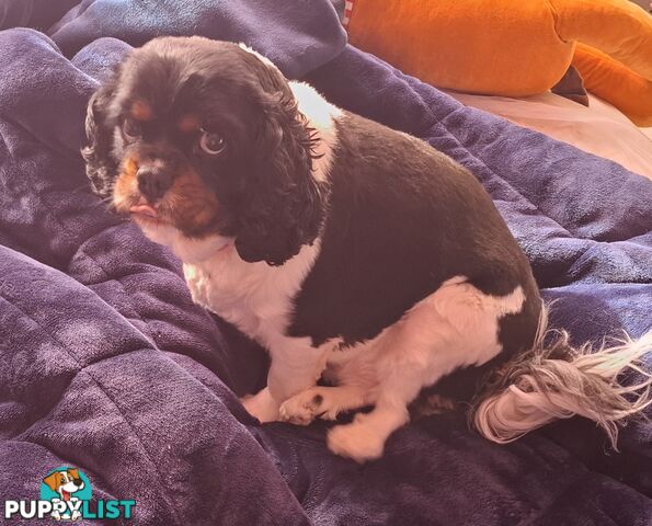 Gorgeous female adult *CAVALIER KING CHARLES*