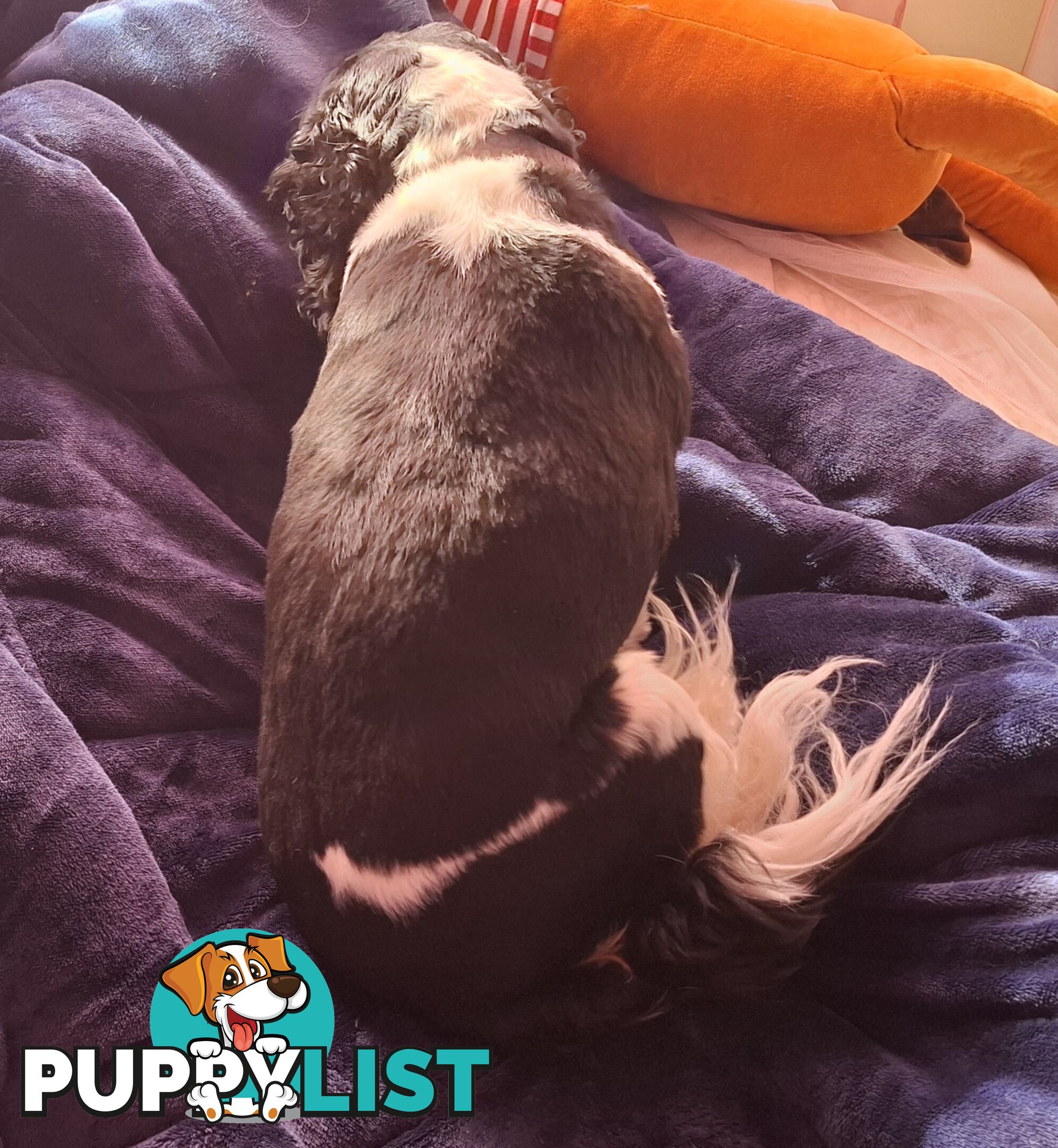 Gorgeous female adult *CAVALIER KING CHARLES*