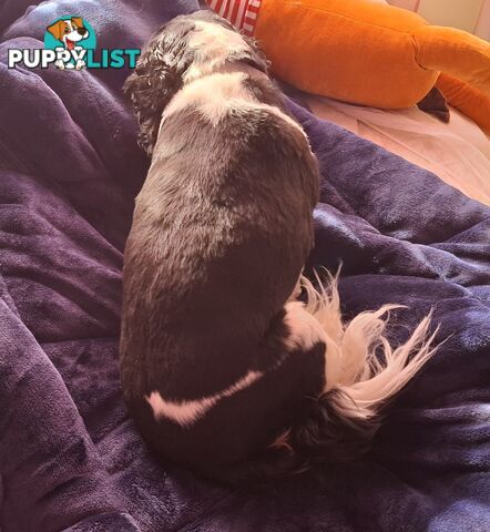 Gorgeous female adult *CAVALIER KING CHARLES*