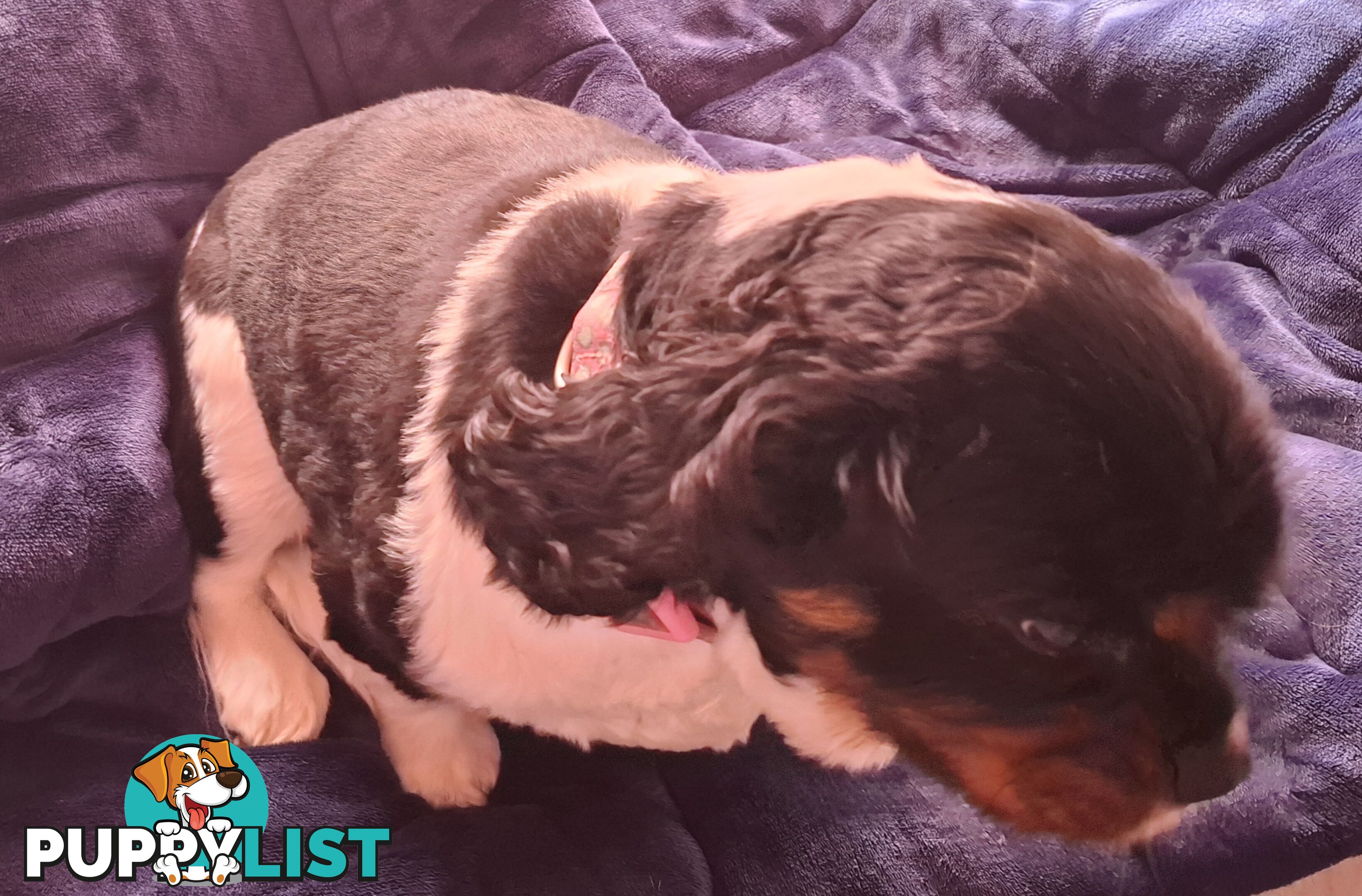 Gorgeous female adult *CAVALIER KING CHARLES*