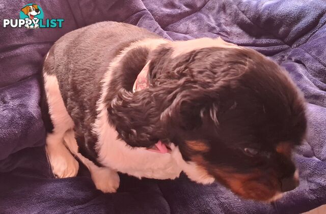 Gorgeous female adult *CAVALIER KING CHARLES*