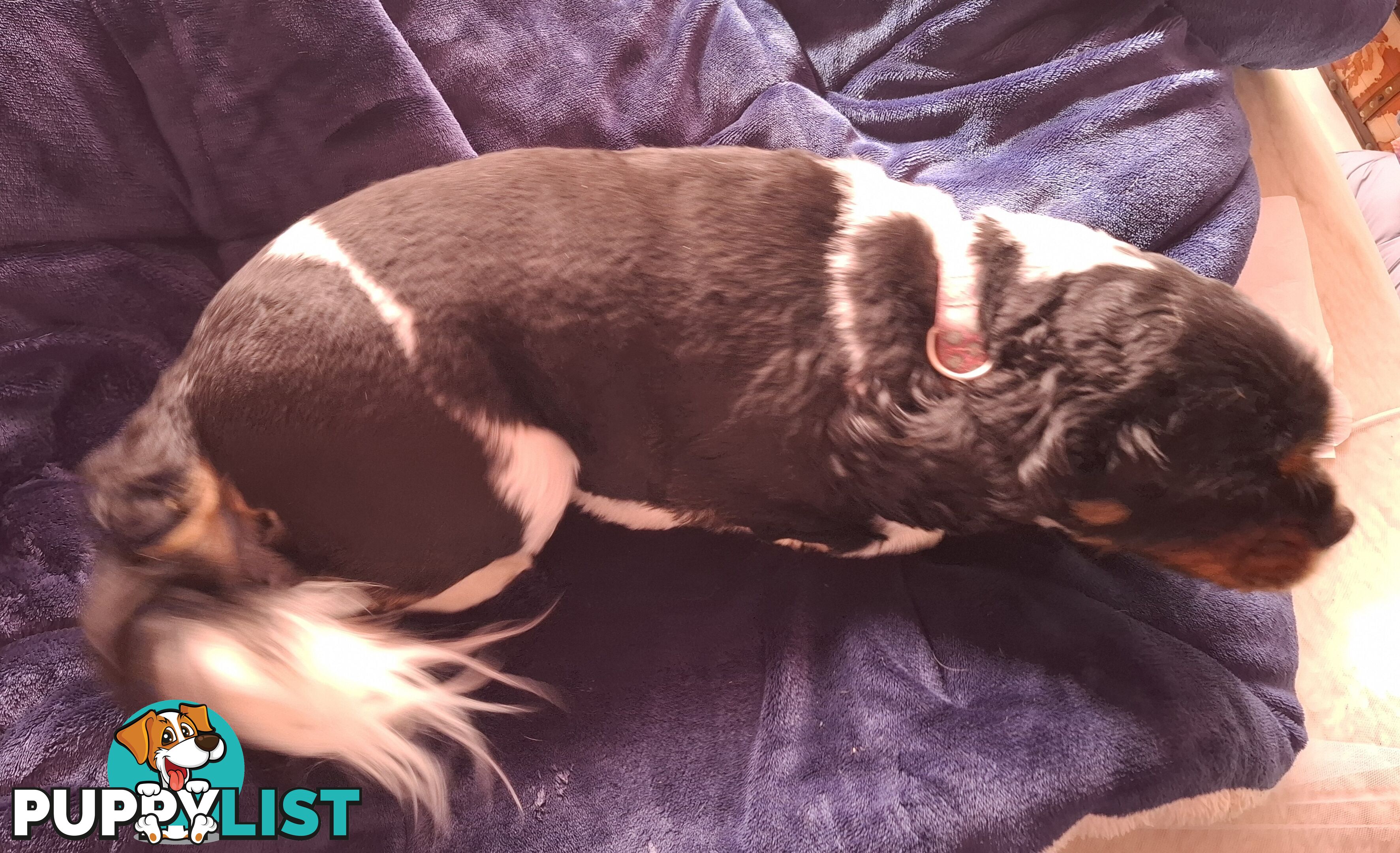 Gorgeous female adult *CAVALIER KING CHARLES*
