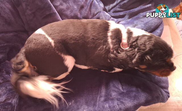 Gorgeous female adult *CAVALIER KING CHARLES*