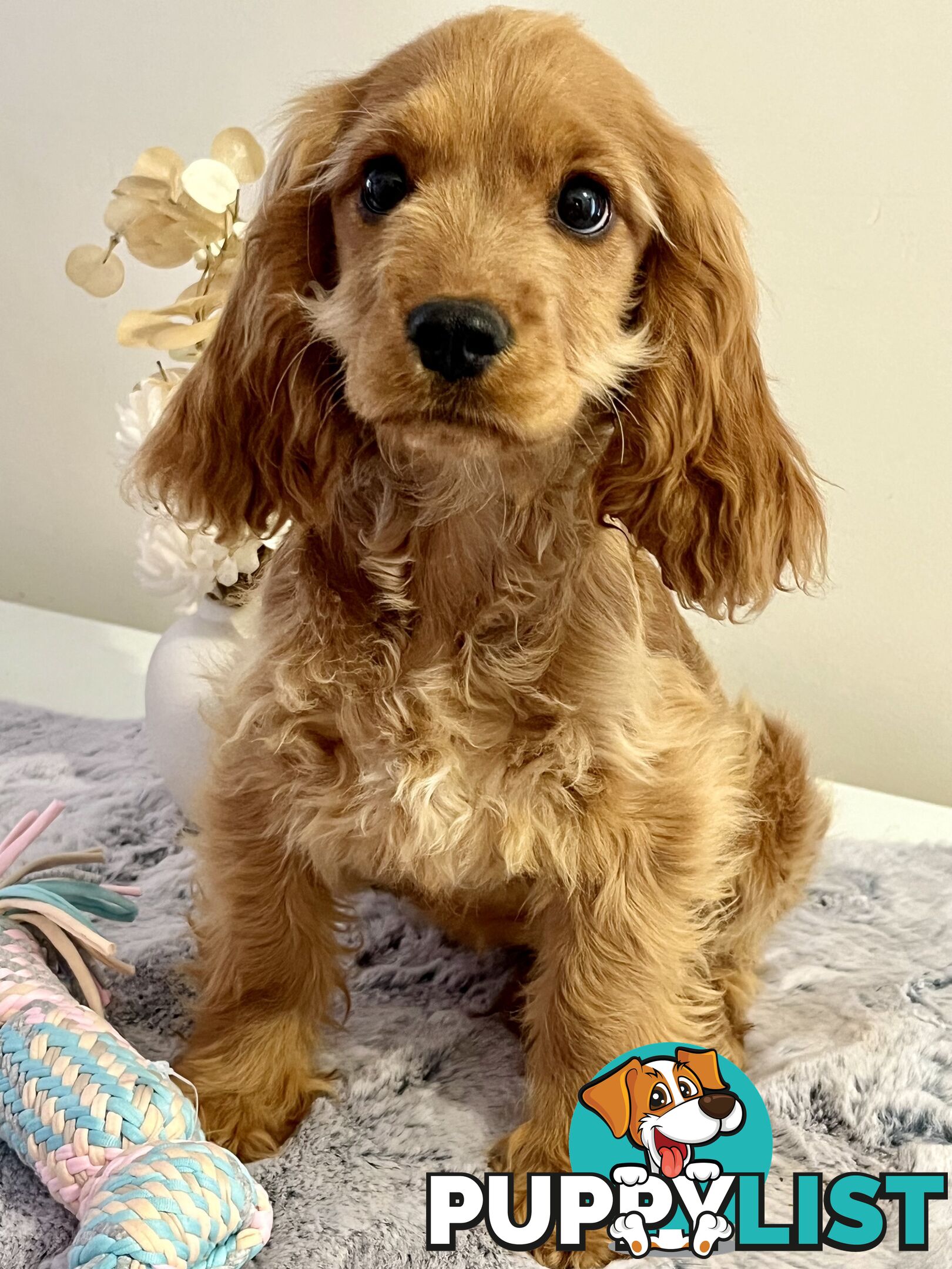 Adorable cockalier puppies