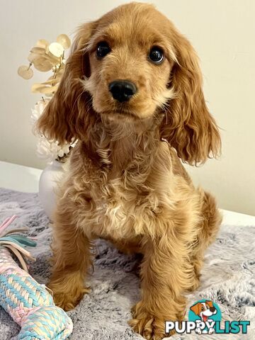 Adorable cockalier puppies