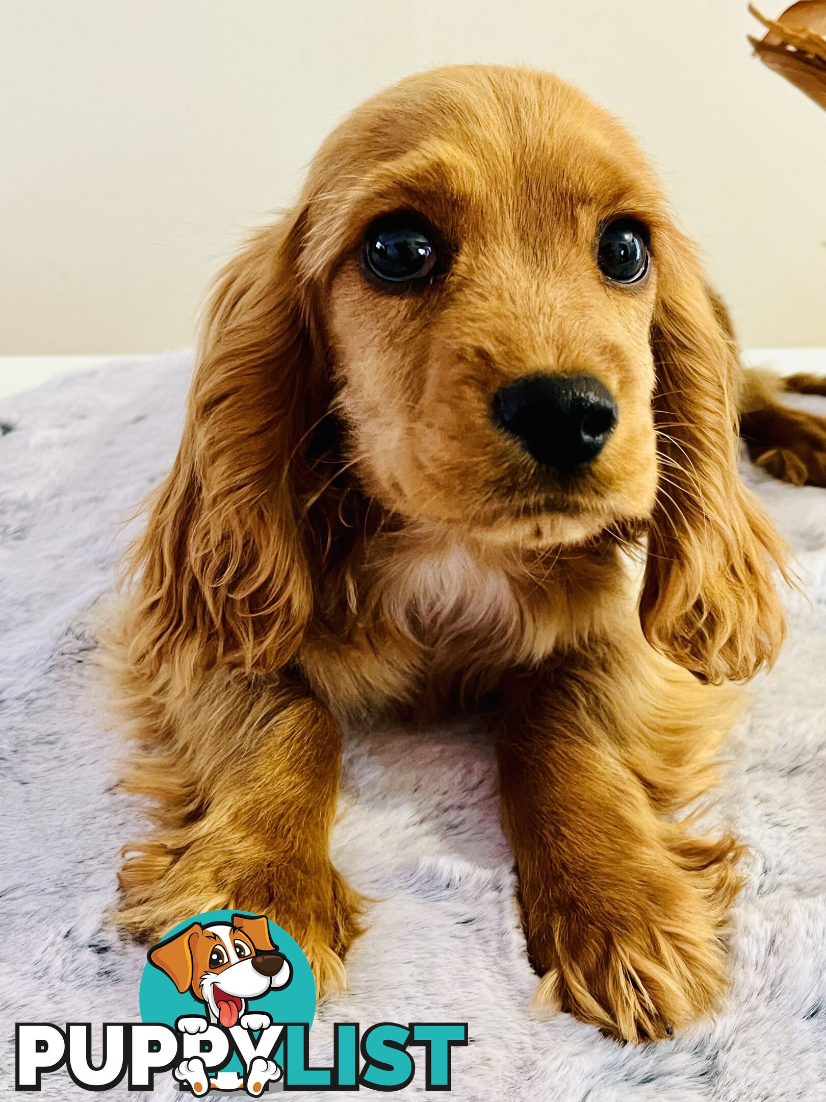 Adorable cockalier puppies