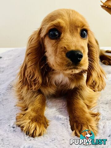 Adorable cockalier puppies