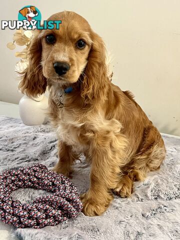 Adorable cockalier puppies