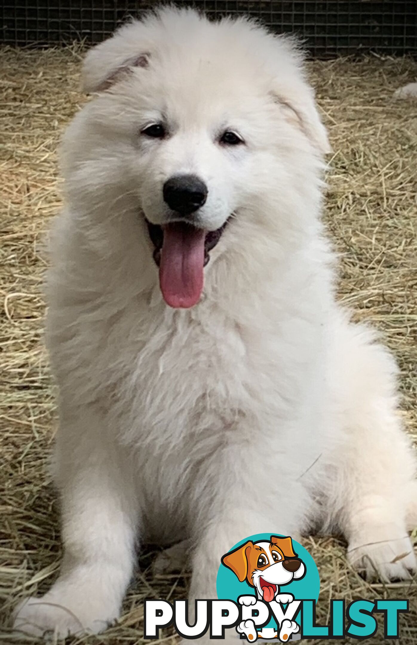 German shepherd Swiss white shepherd longcoat pups