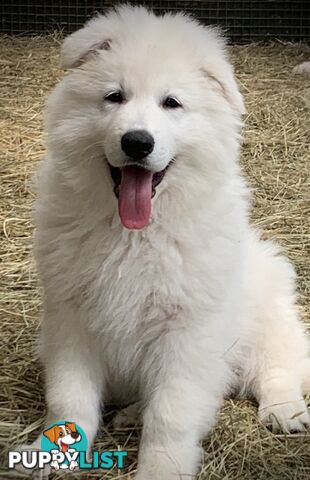 German shepherd Swiss white shepherd longcoat pups