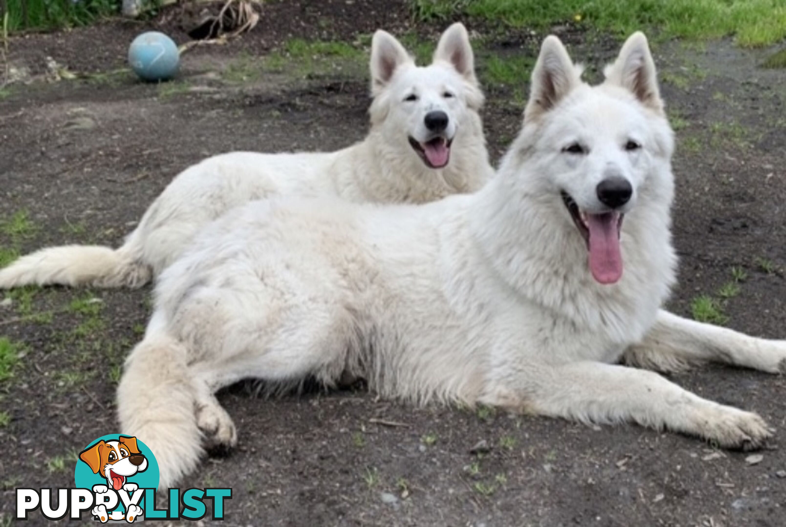 German shepherd Swiss white shepherd longcoat pups