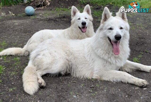 German shepherd Swiss white shepherd longcoat pups