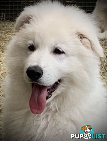 German shepherd Swiss white shepherd longcoat pups