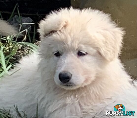 German shepherd Swiss white shepherd longcoat pups