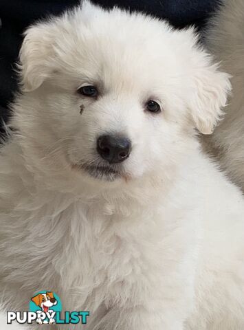 German shepherd Swiss white shepherd longcoat pups