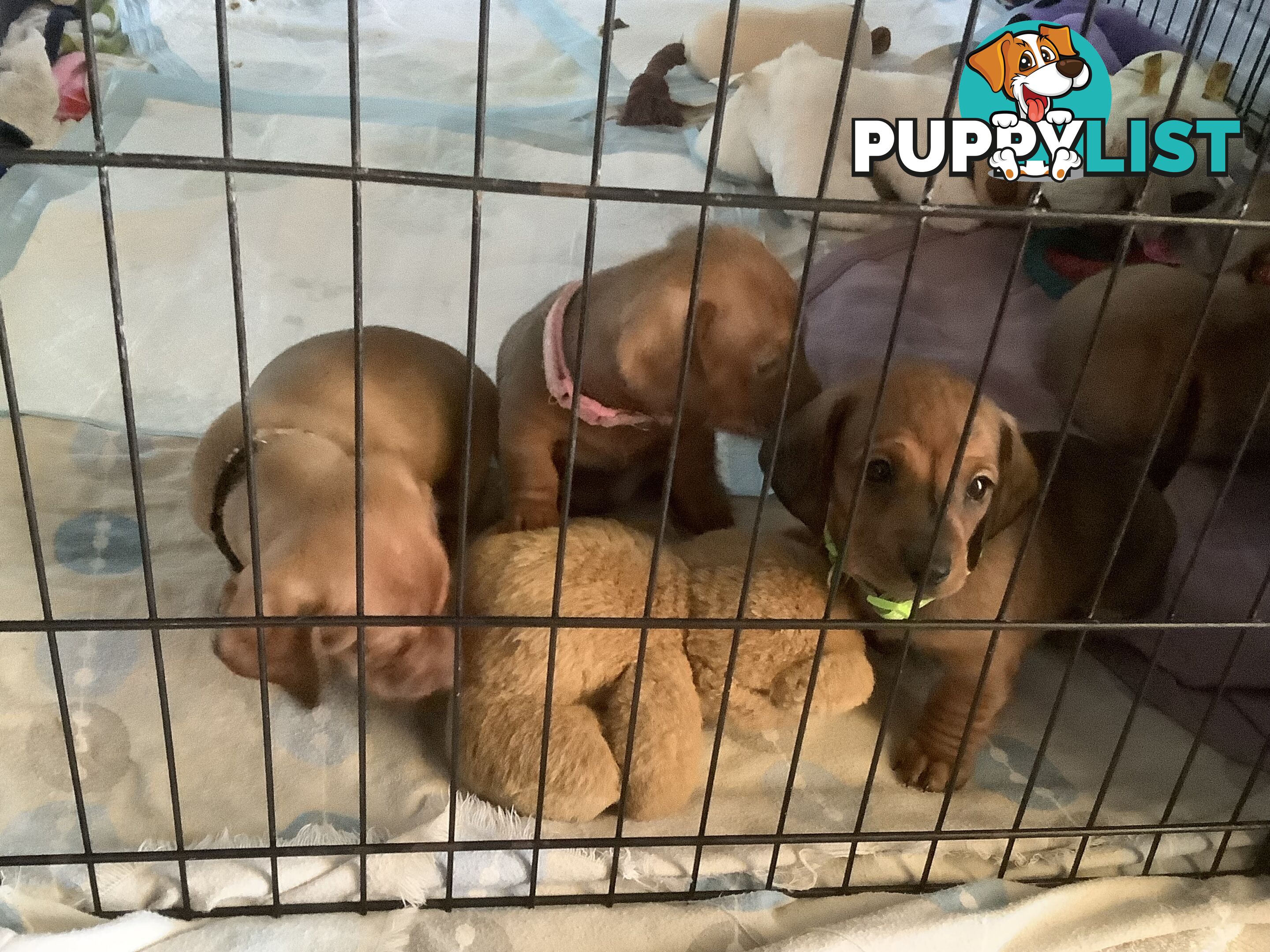 Beautiful tan dachshund puppies