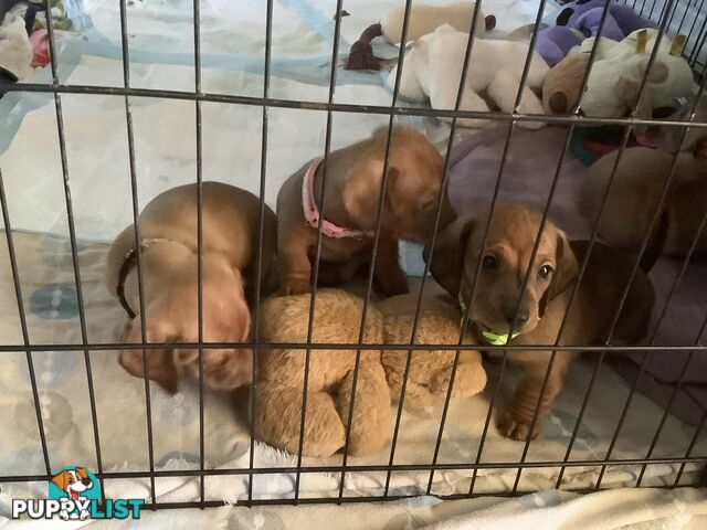 Beautiful tan dachshund puppies