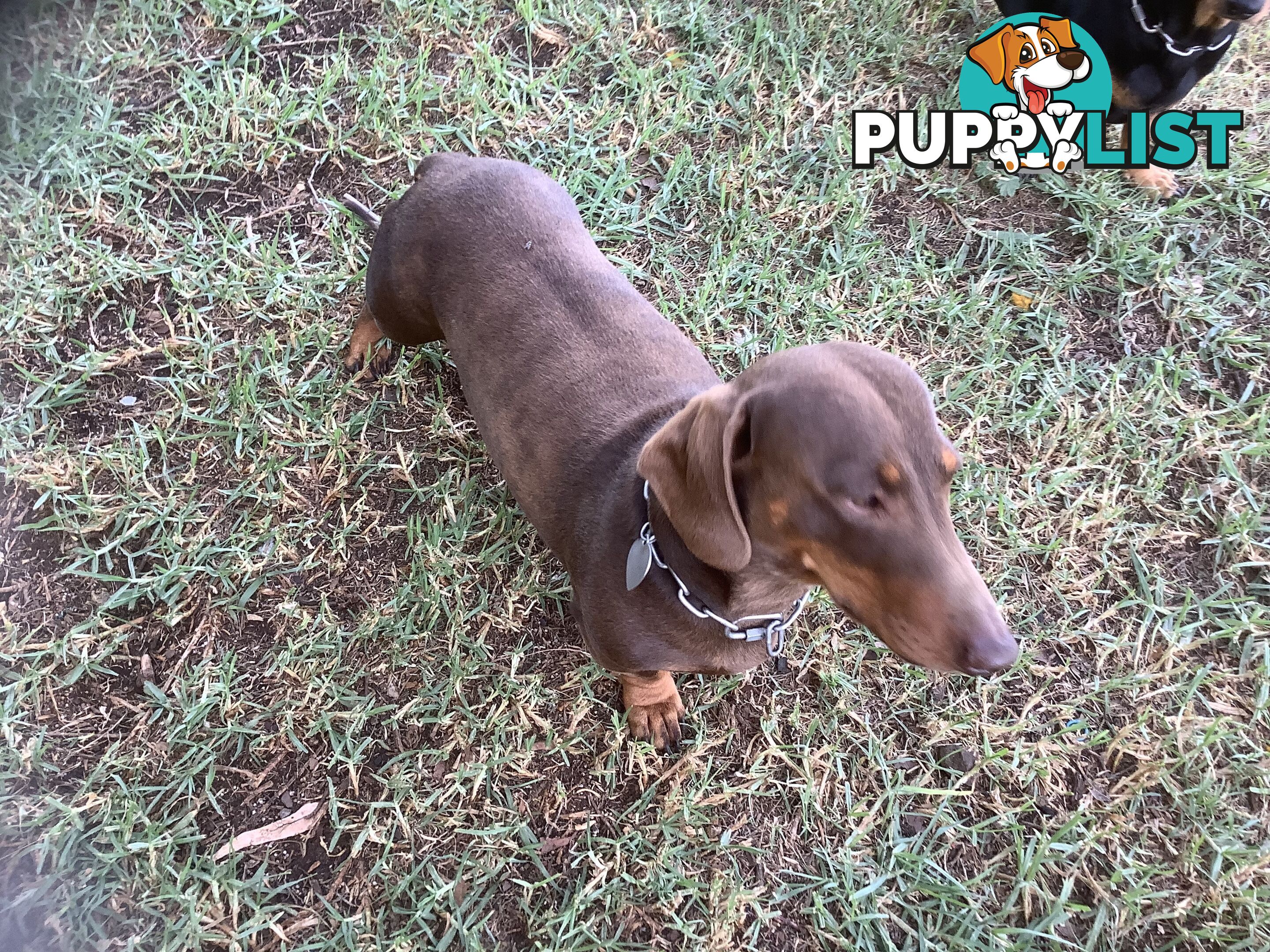 Beautiful tan dachshund puppies