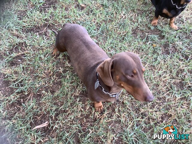 Beautiful tan dachshund puppies