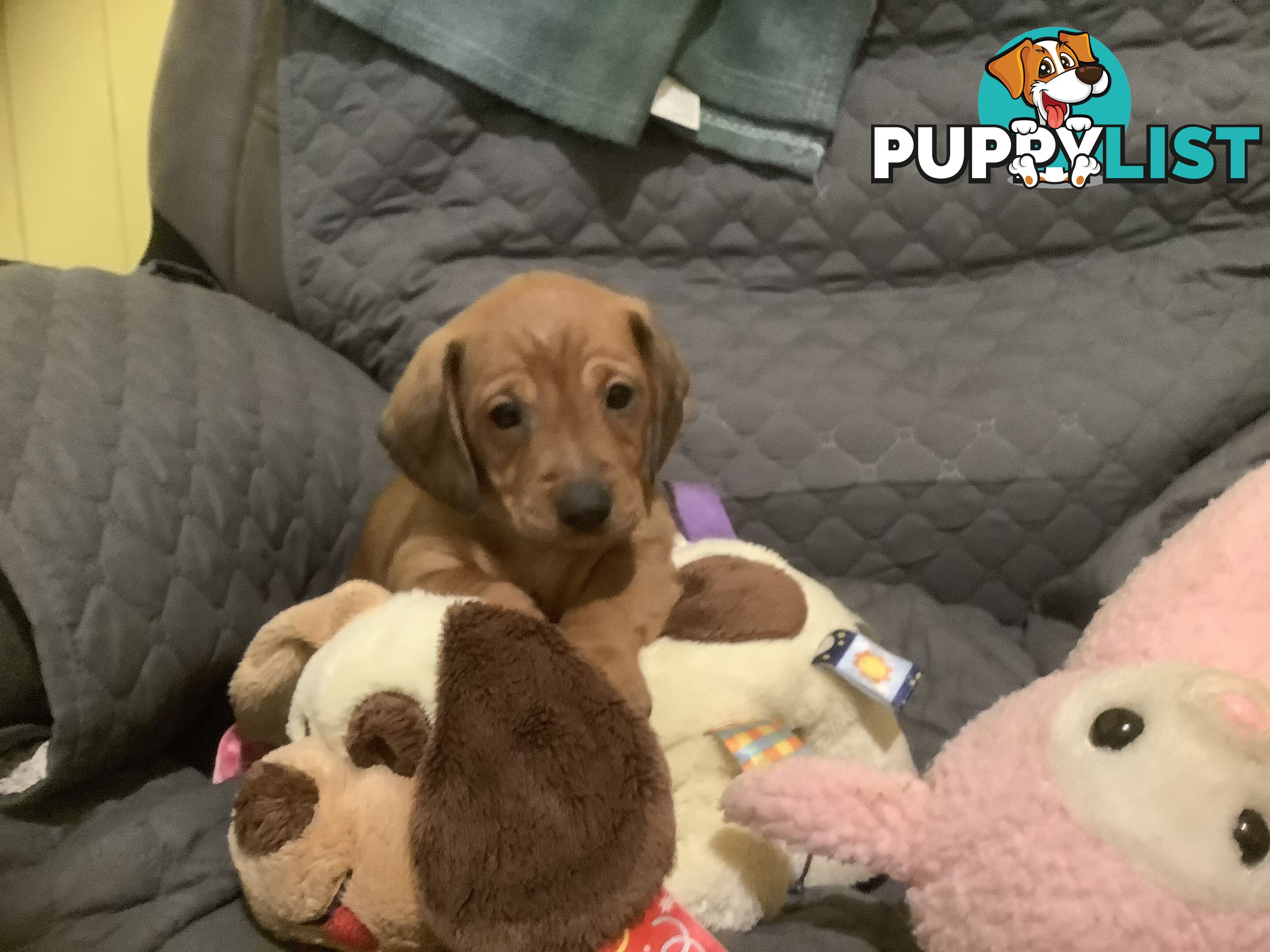 Beautiful tan dachshund puppies