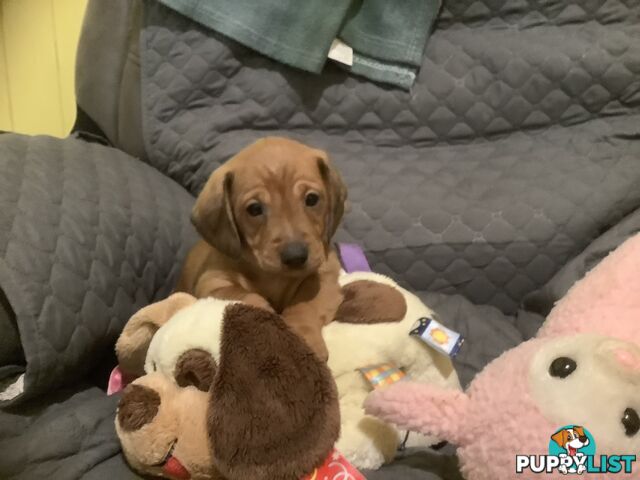 Beautiful tan dachshund puppies