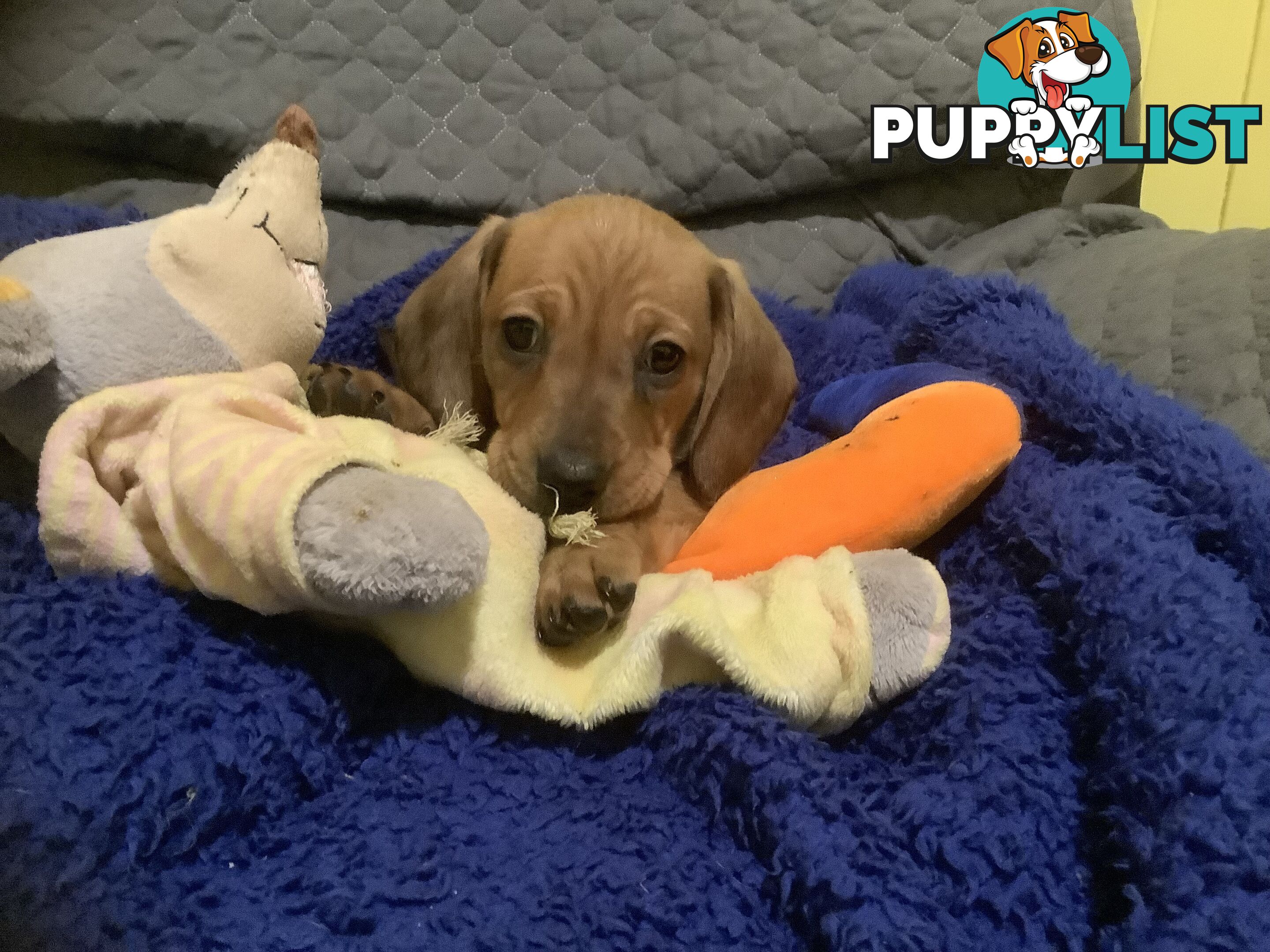 Beautiful tan dachshund puppies