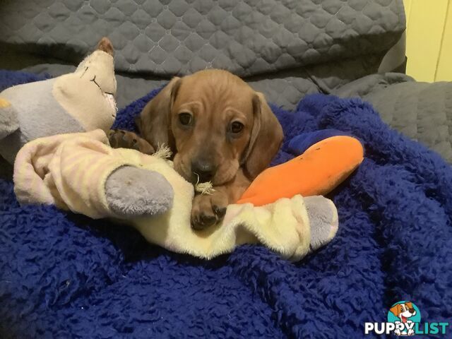 Beautiful tan dachshund puppies