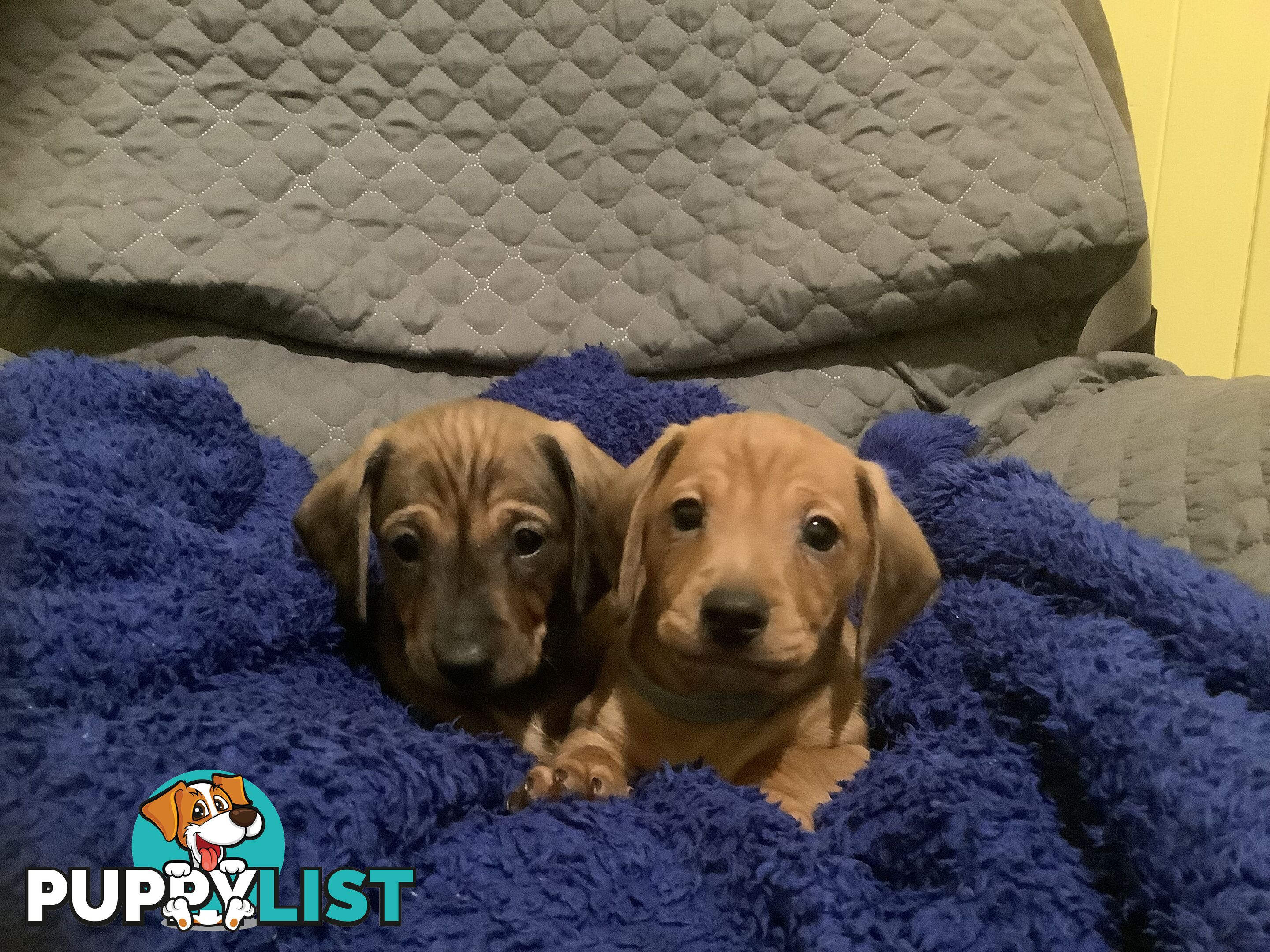 Beautiful tan dachshund puppies