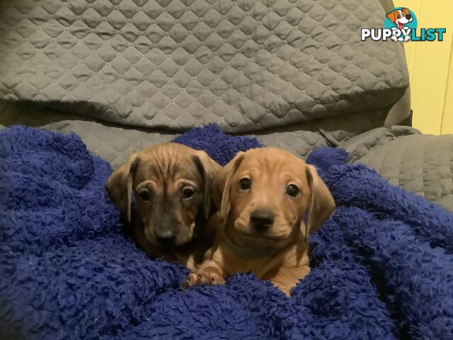 Beautiful tan dachshund puppies