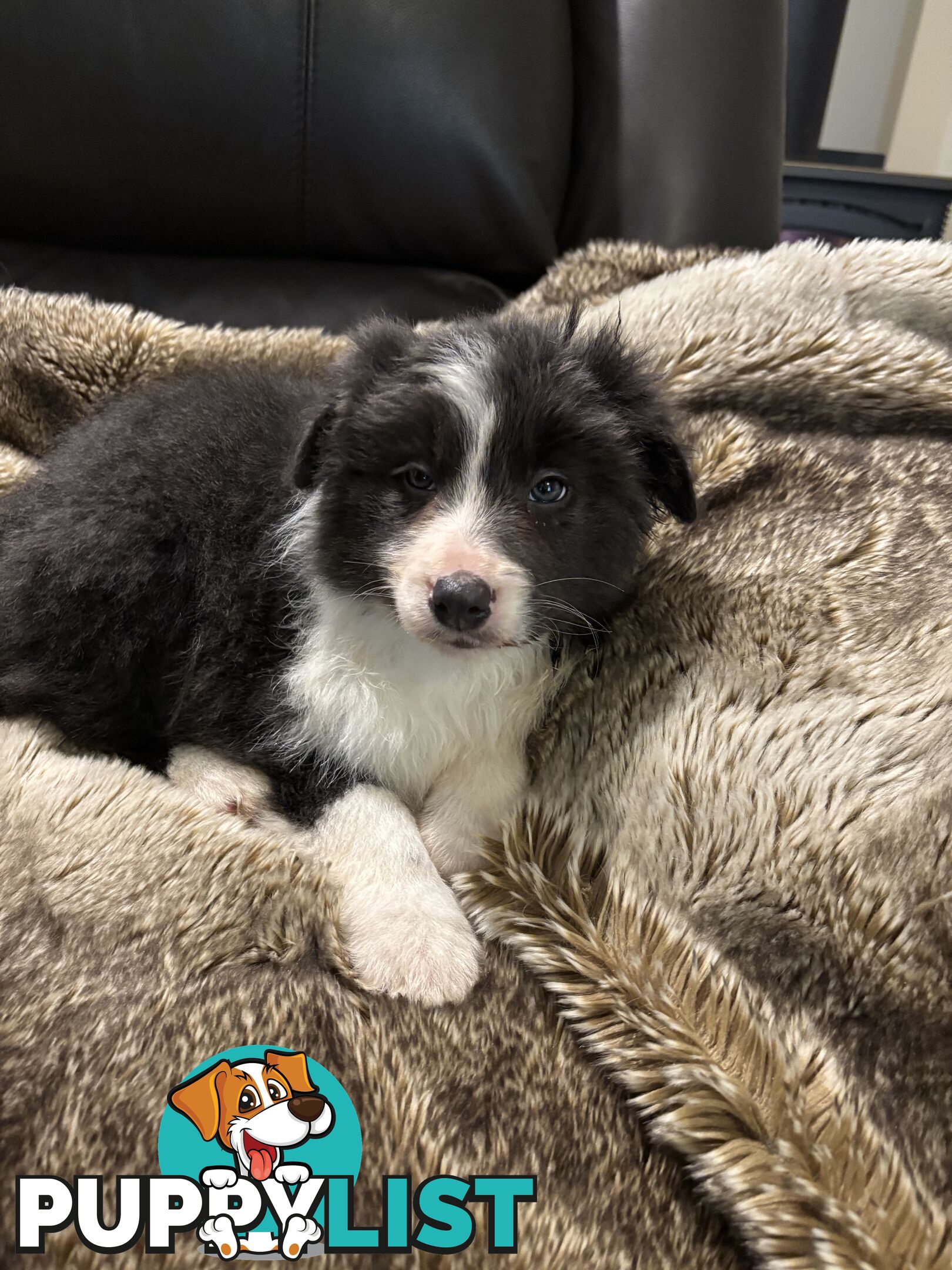 Amazing Colours Female Border Collies