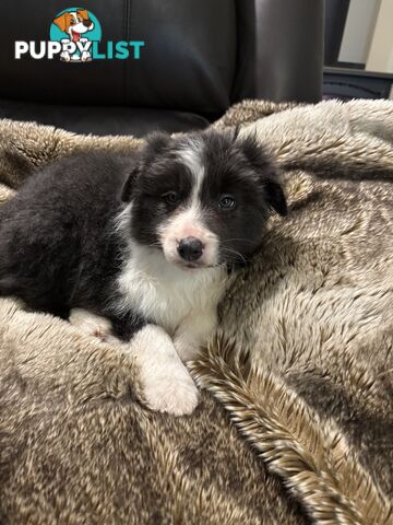 Amazing Colours Female Border Collies