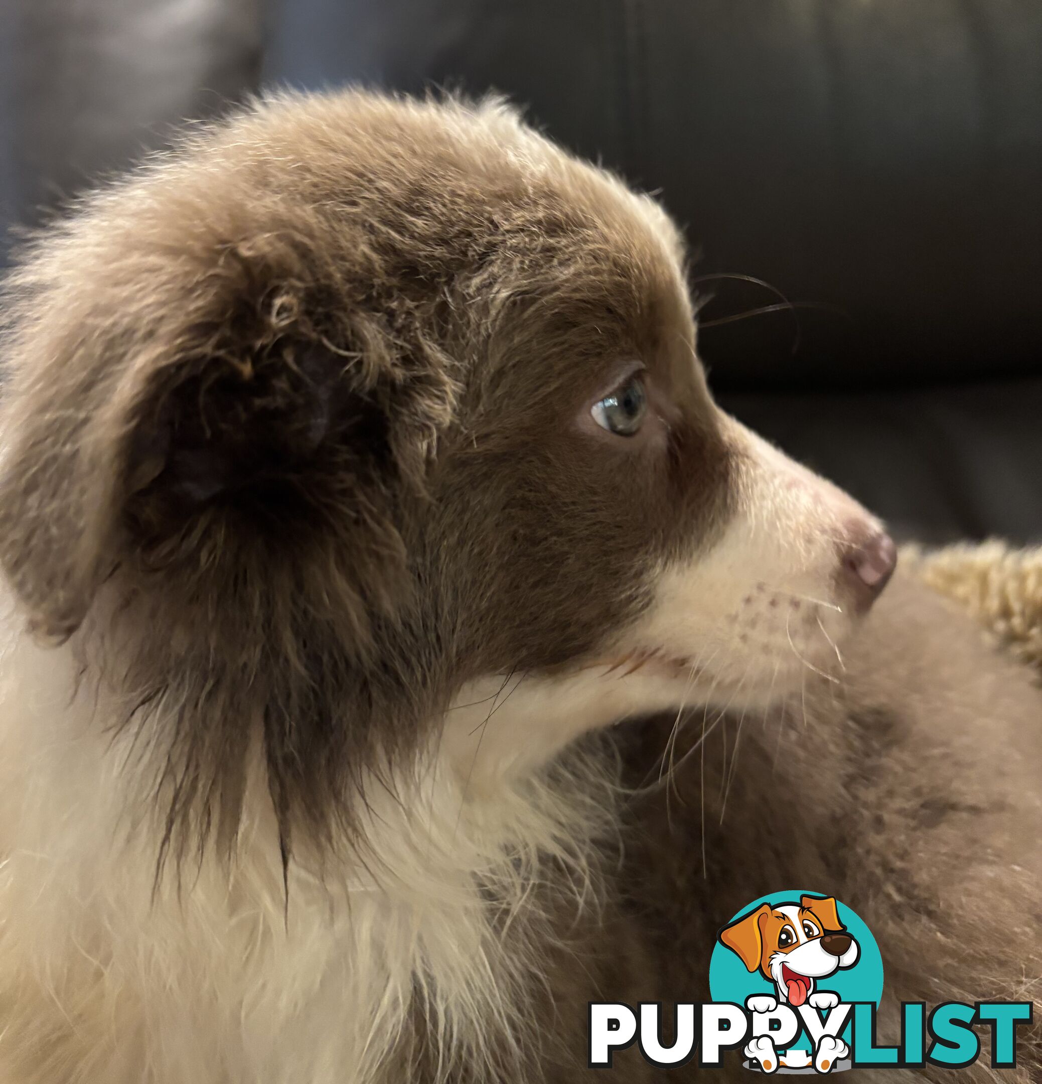 Amazing Colours Female Border Collies