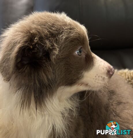Amazing Colours Female Border Collies