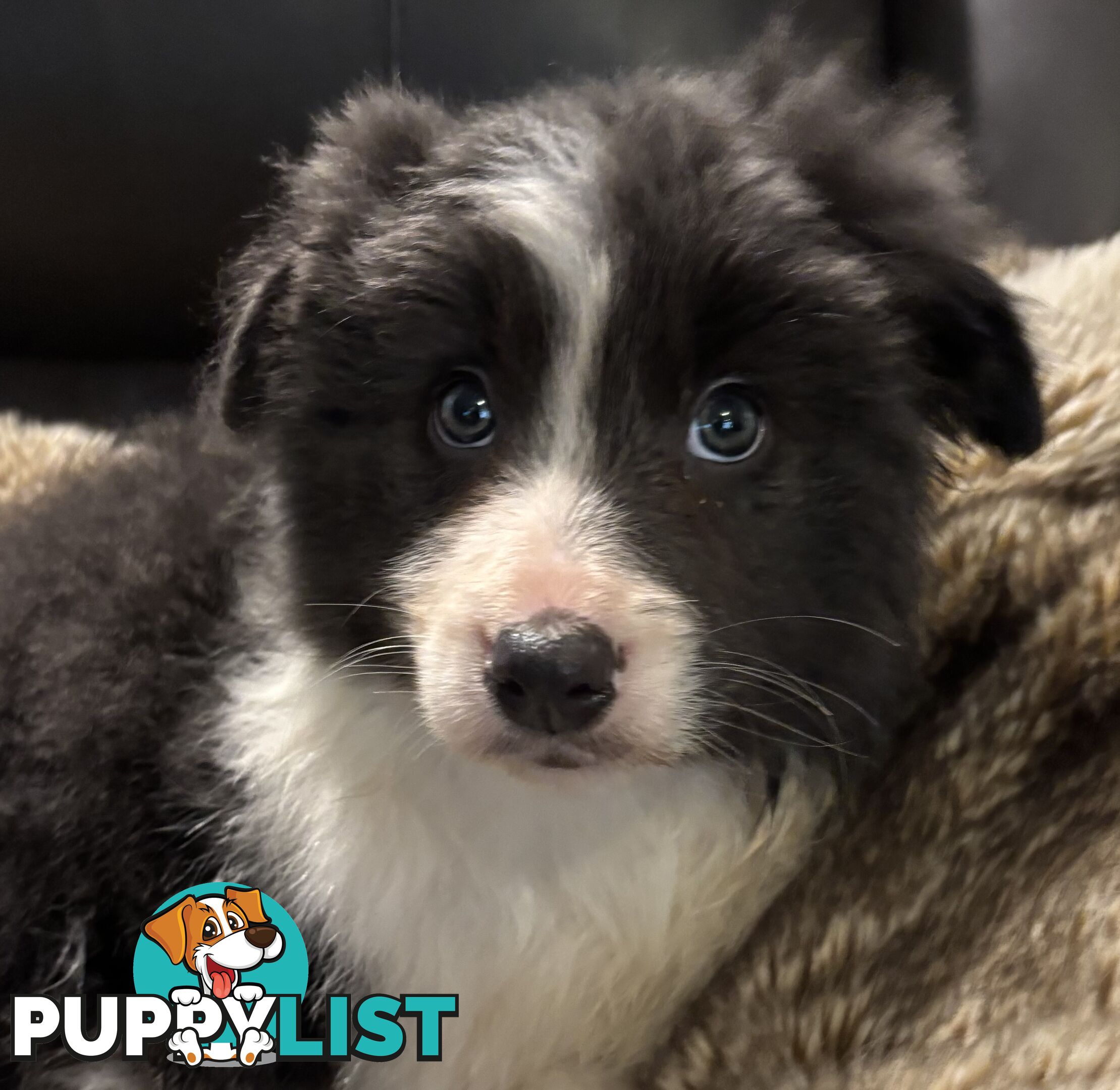 Amazing Colours Female Border Collies