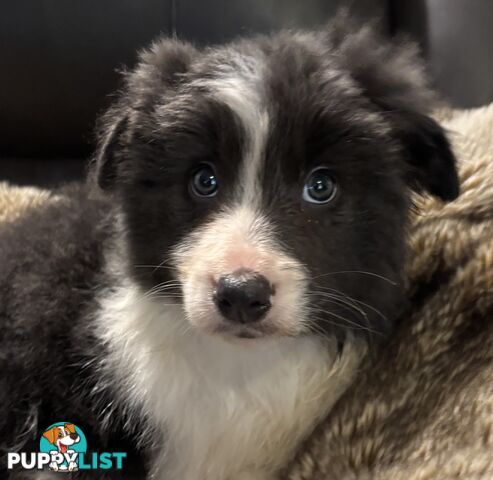Amazing Colours Female Border Collies