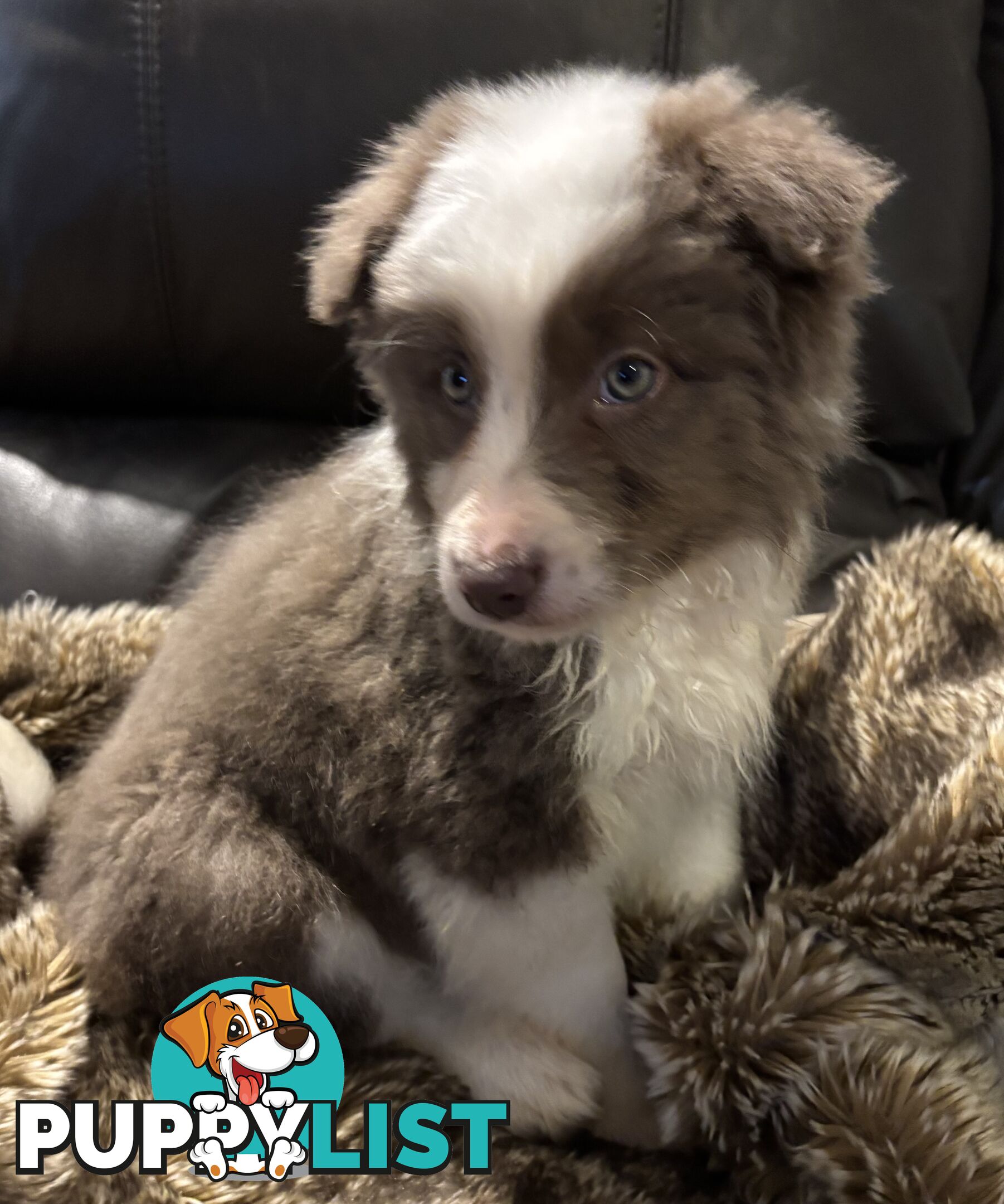 Amazing Colours Female Border Collies