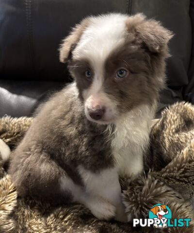 Amazing Colours Female Border Collies
