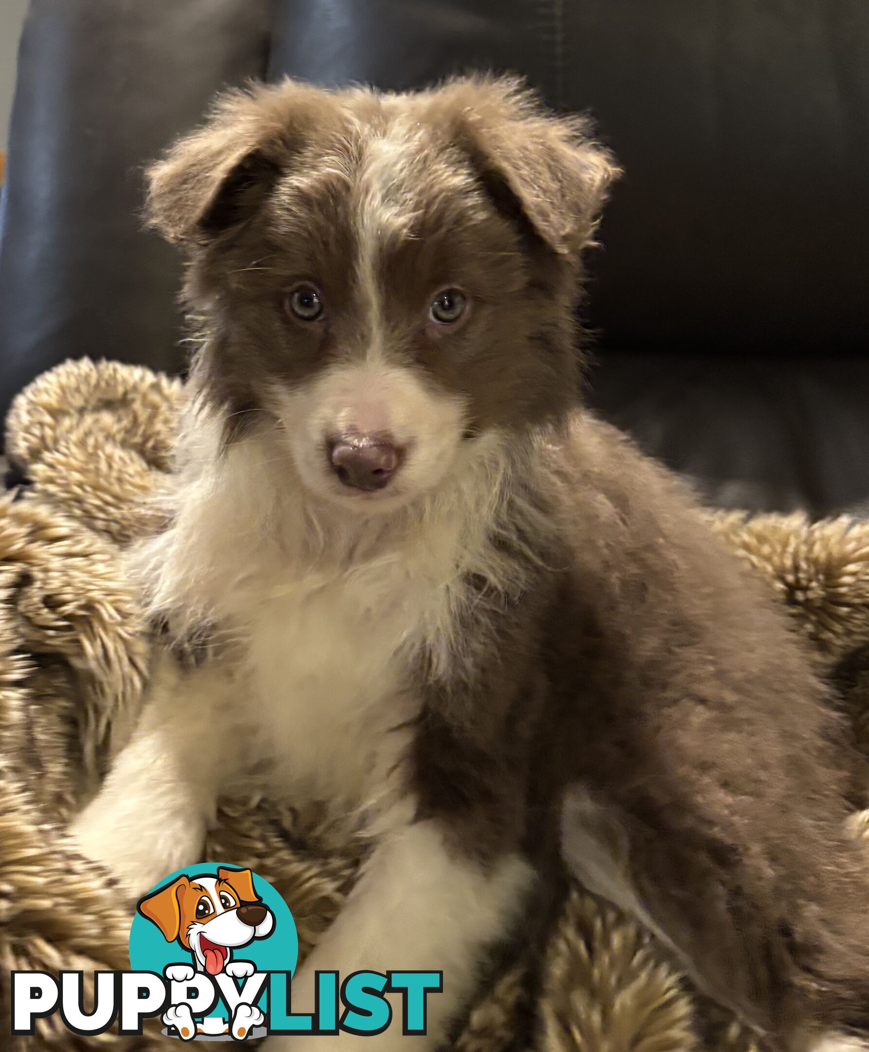 Amazing Colours Female Border Collies