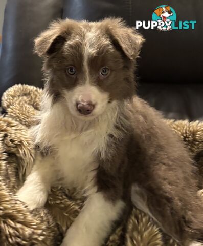 Amazing Colours Female Border Collies