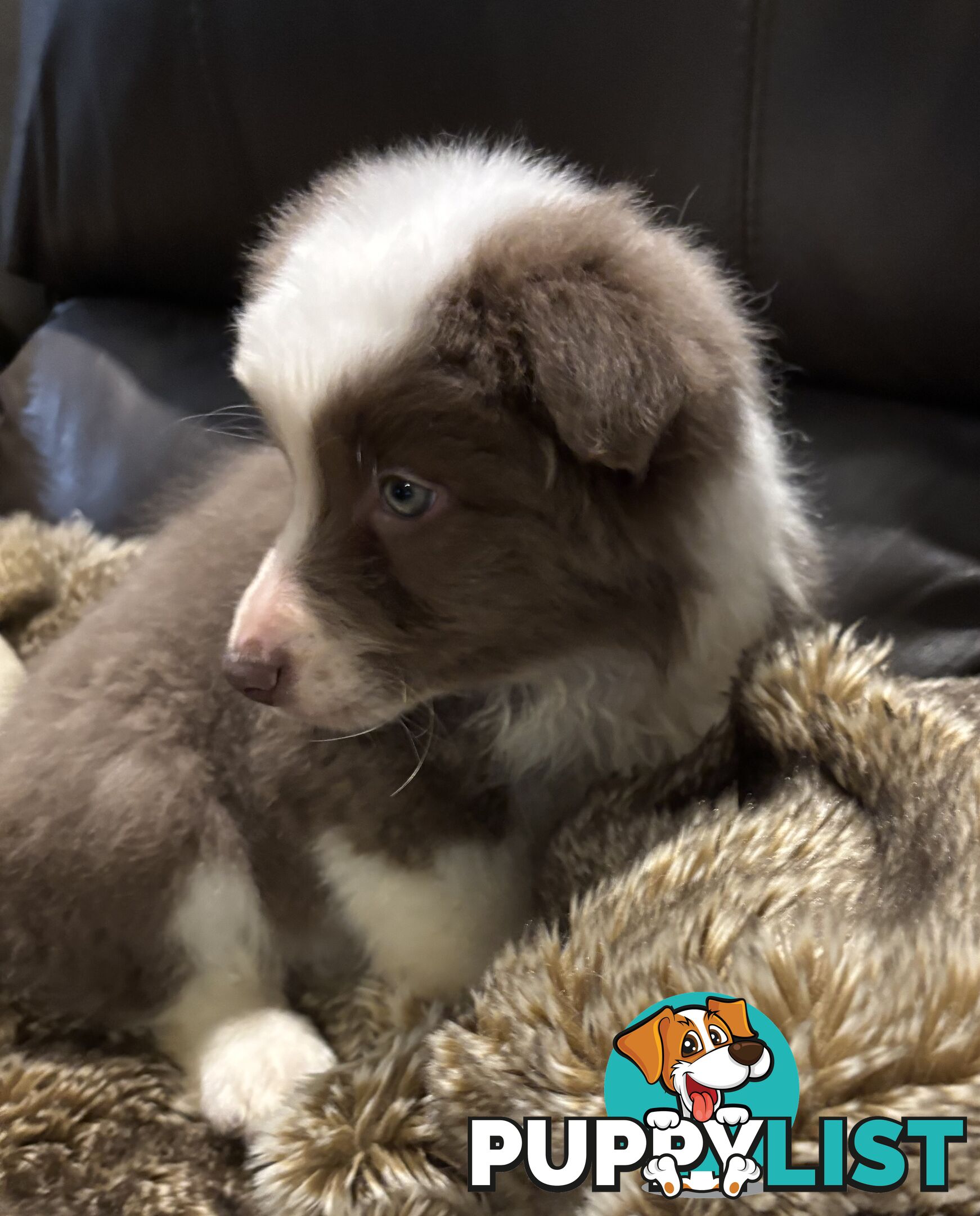Amazing Colours Female Border Collies