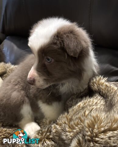 Amazing Colours Female Border Collies