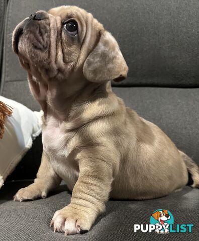 French bulldogs x Pug (Frug Puppies) - Quality Pups