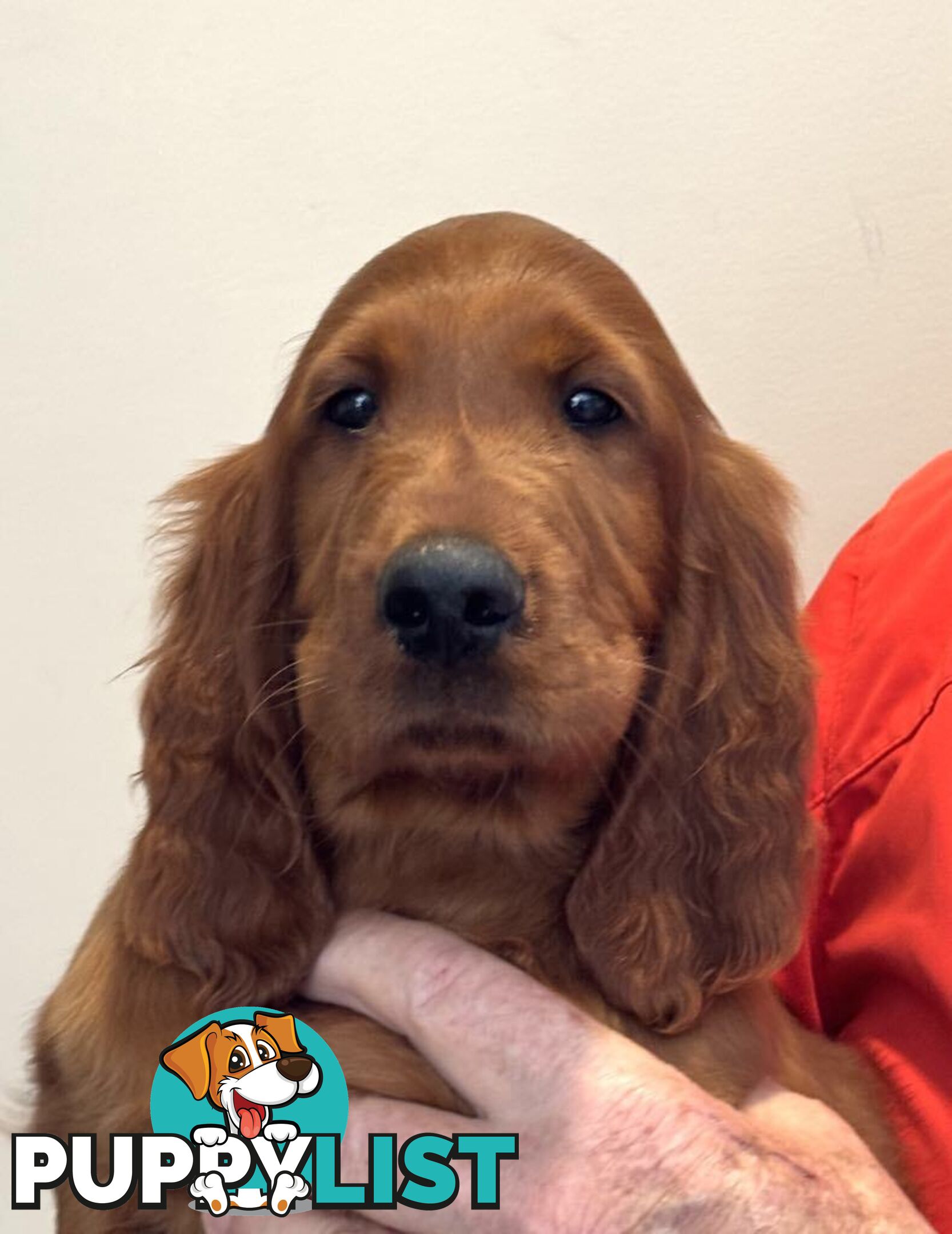 Irish (Red) Setter puppies