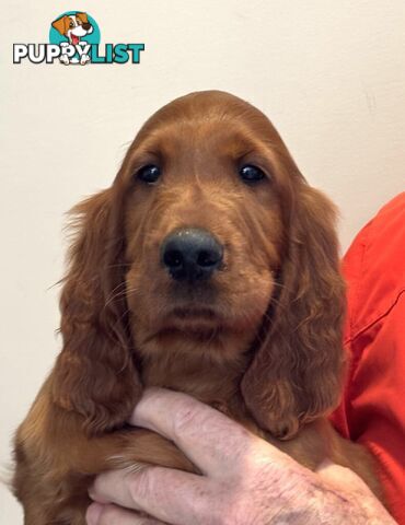 Irish (Red) Setter puppies