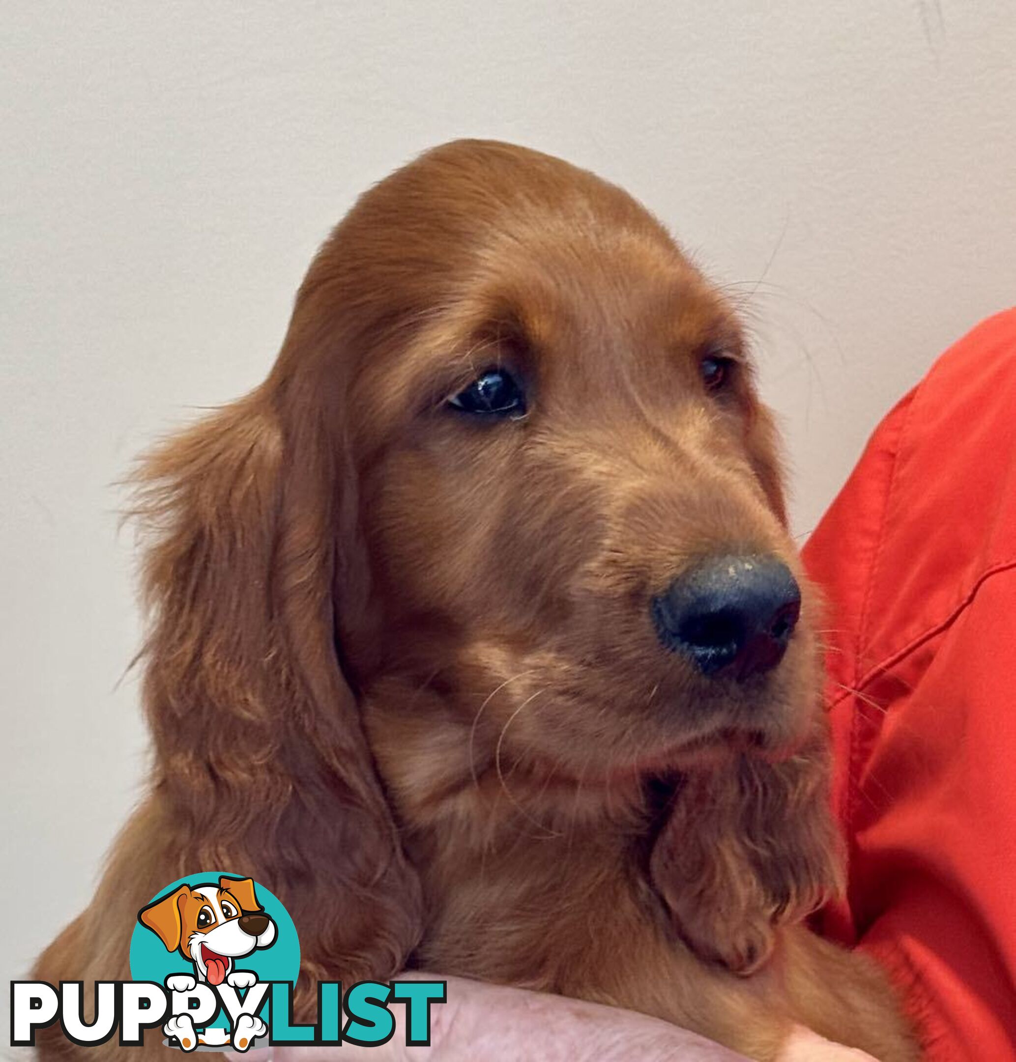 Irish (Red) Setter puppies